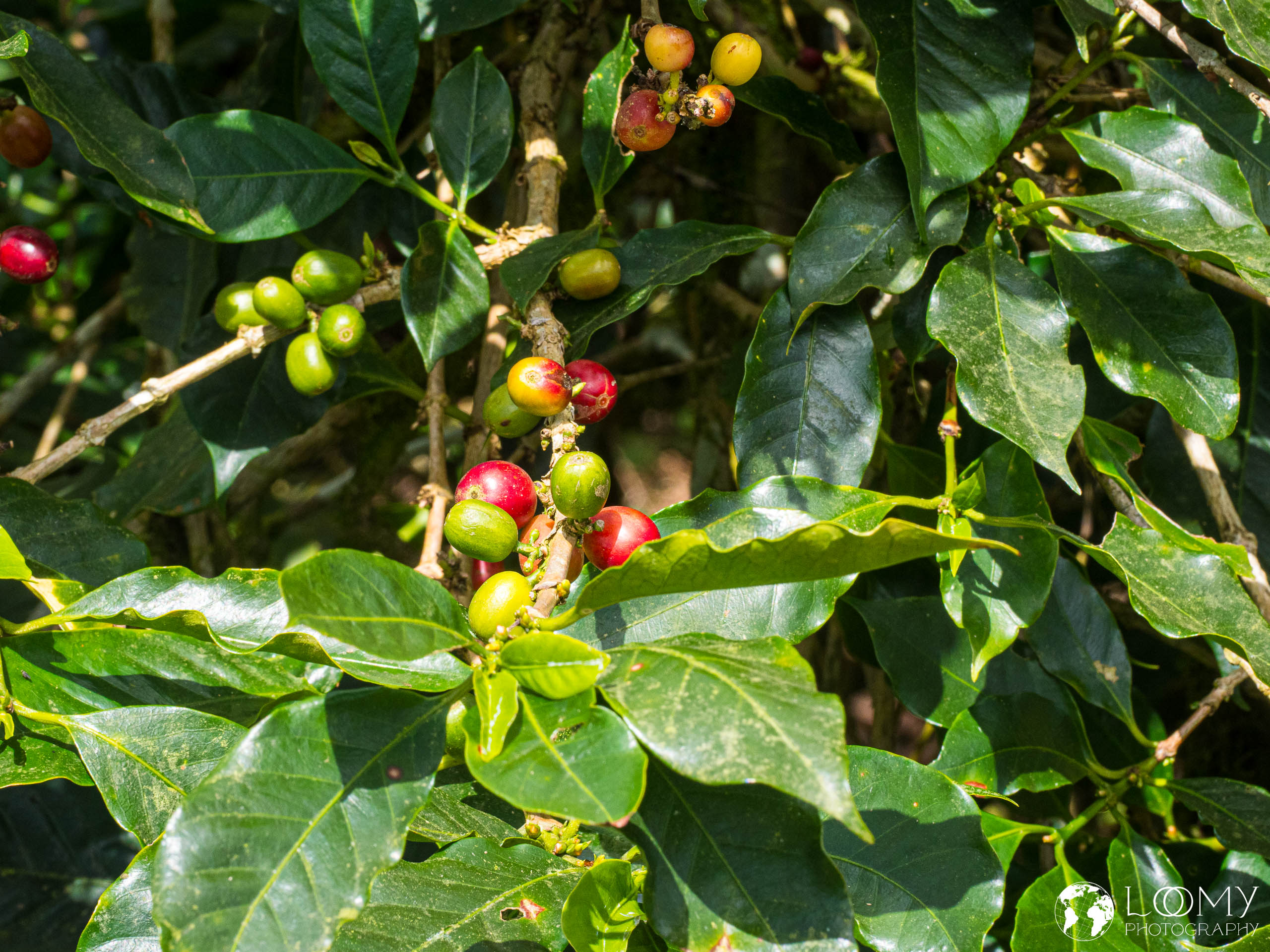 Blue Mountain Kaffee