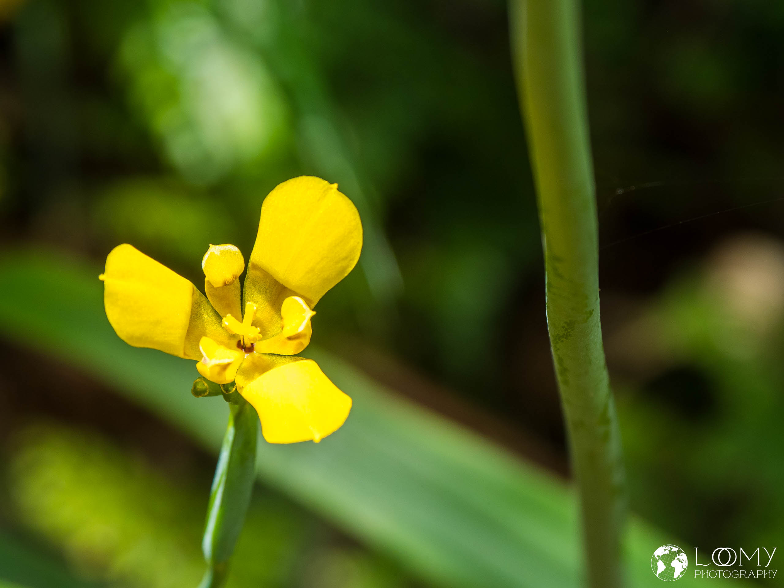 Trimezia martinicensis