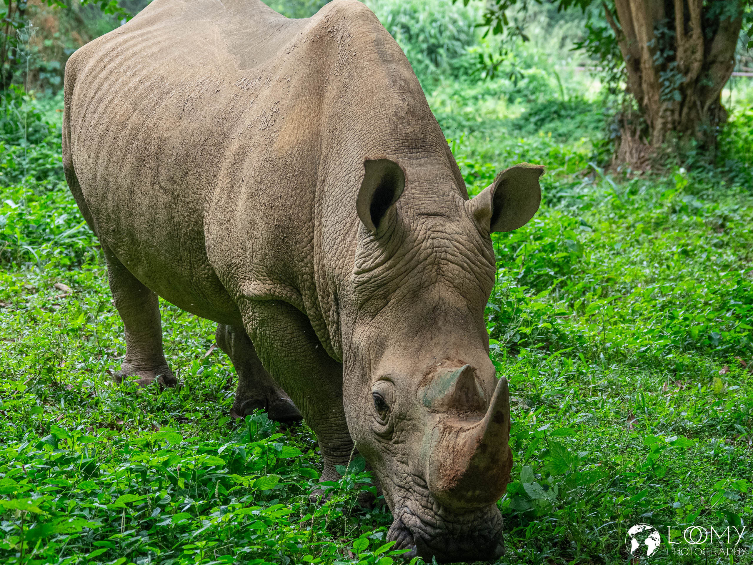 Breitmaulnashorn
