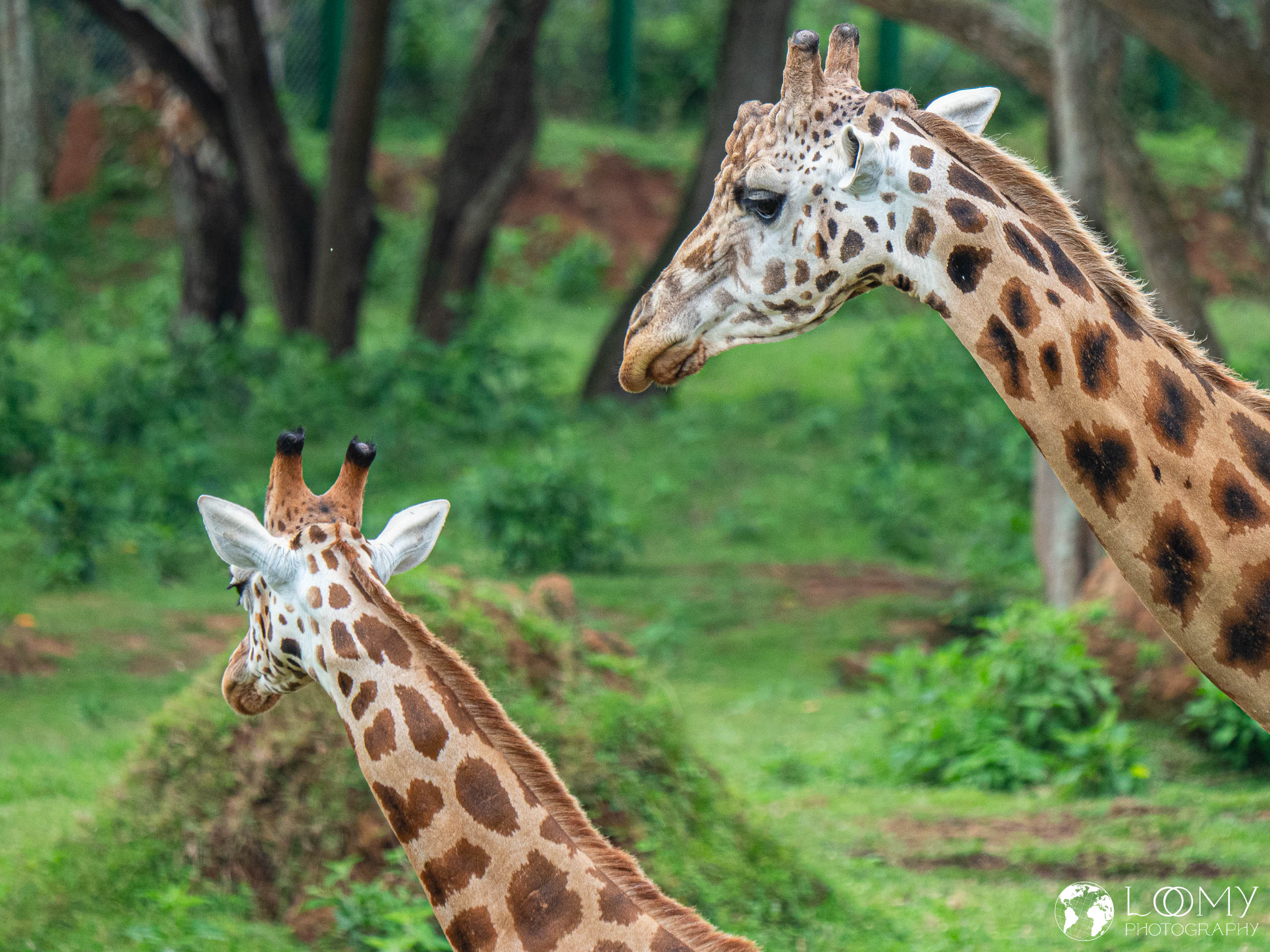 Giraffe