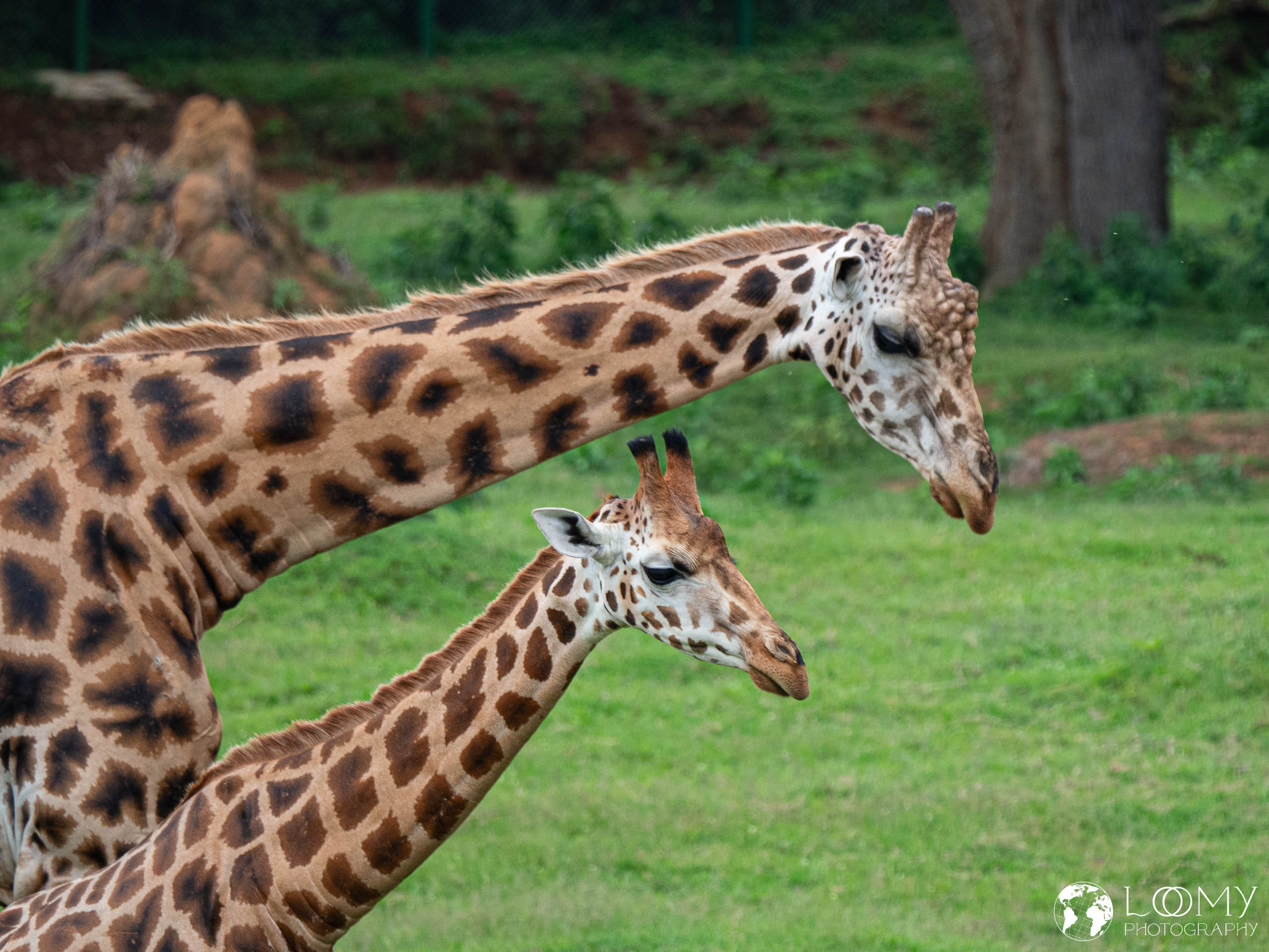 Giraffe