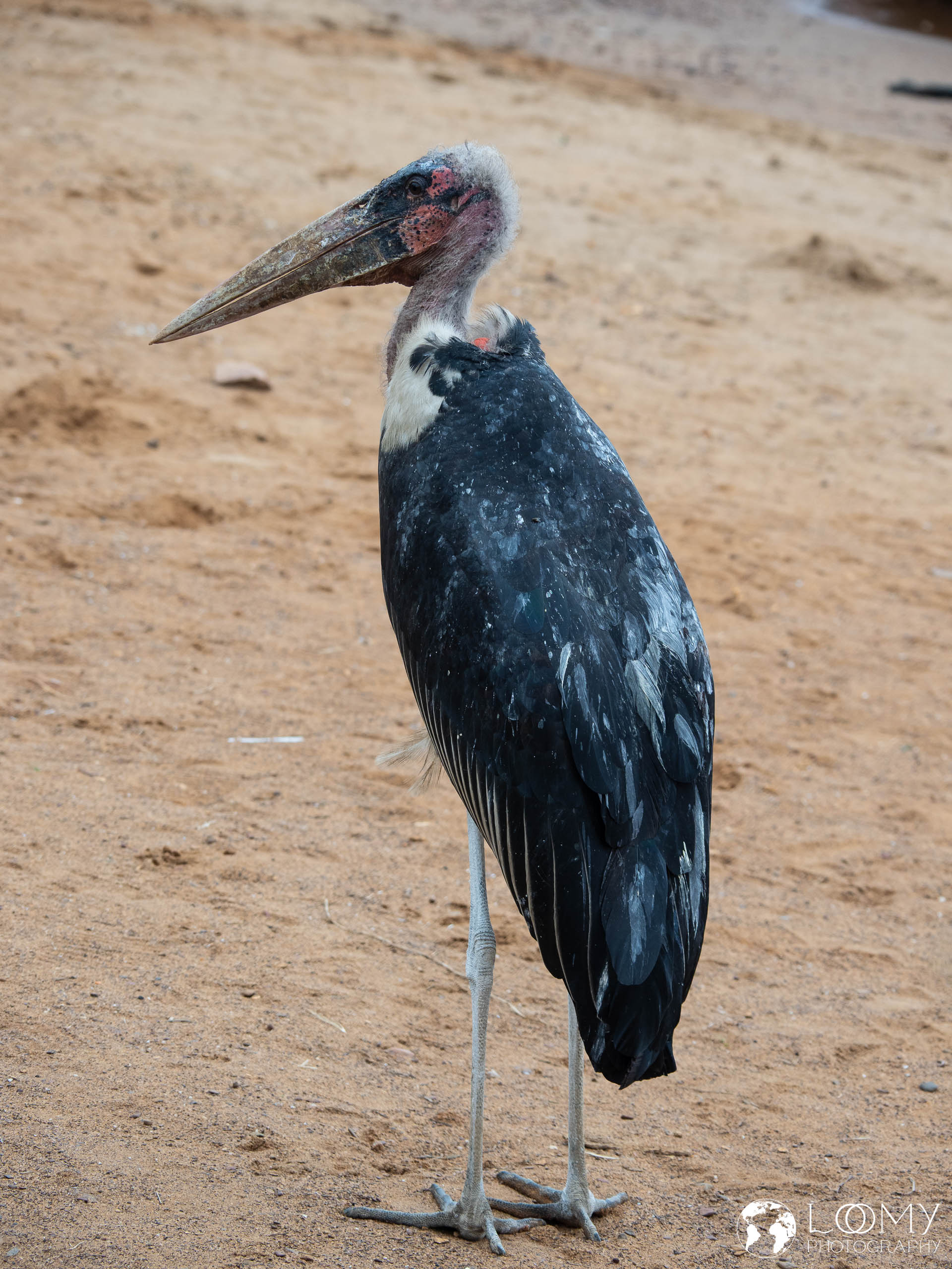 Marabu