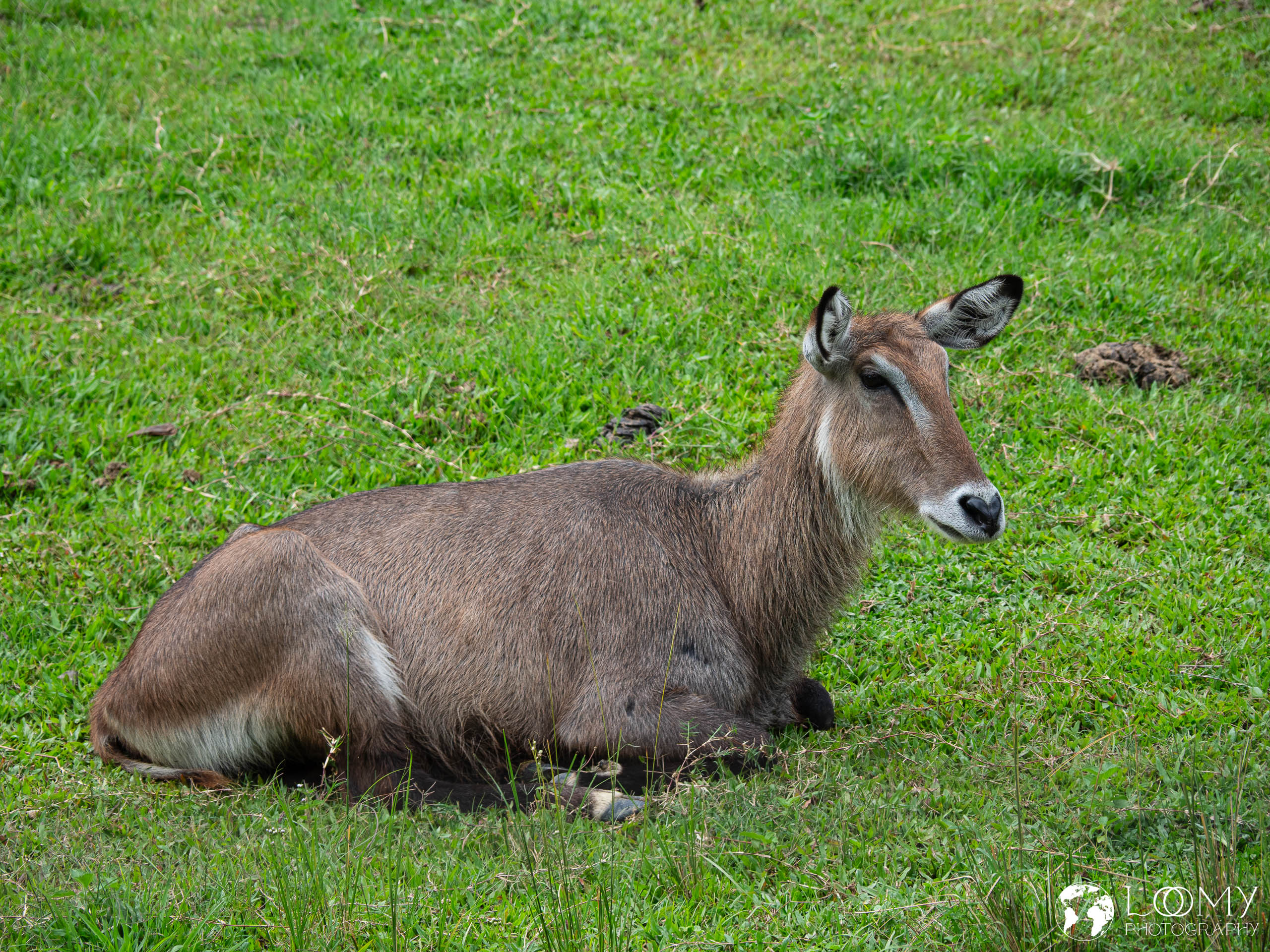 Wasserbock