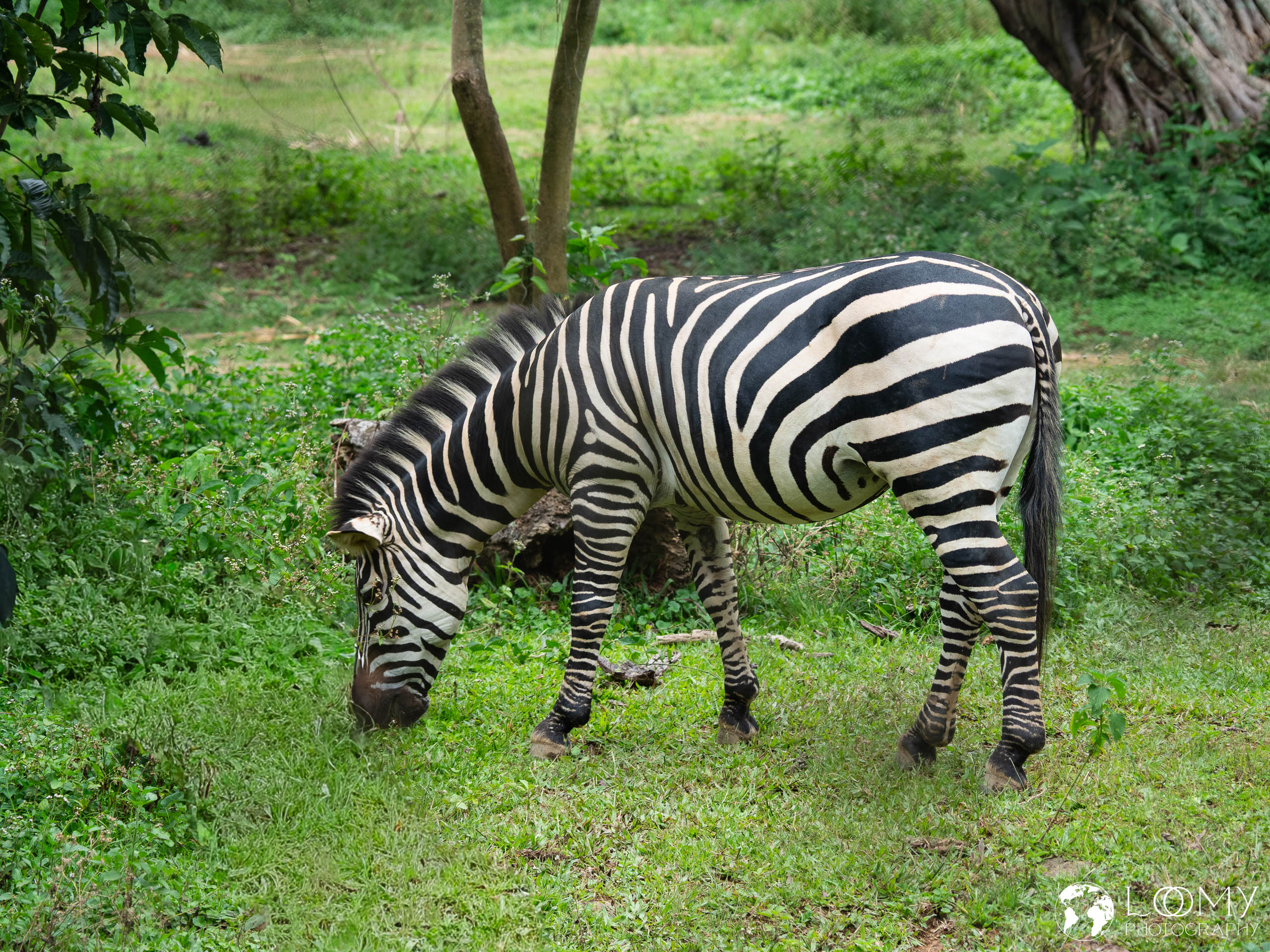 Zebra