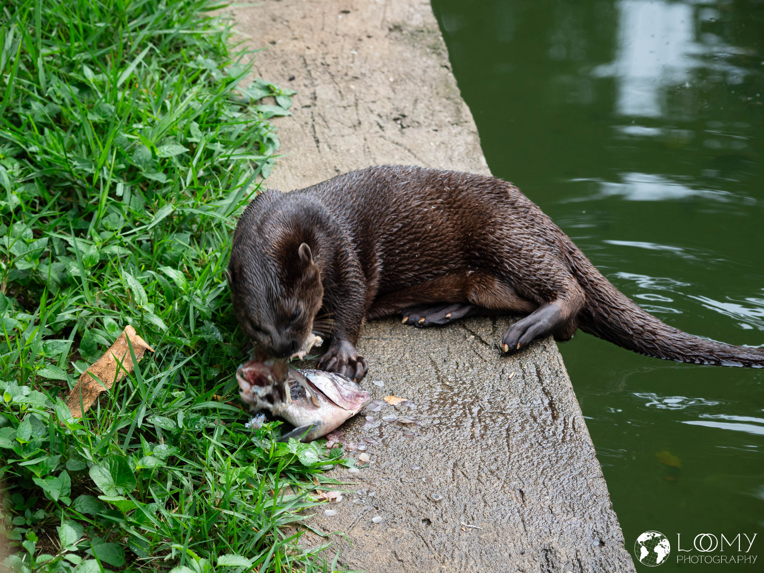 Fingerotter