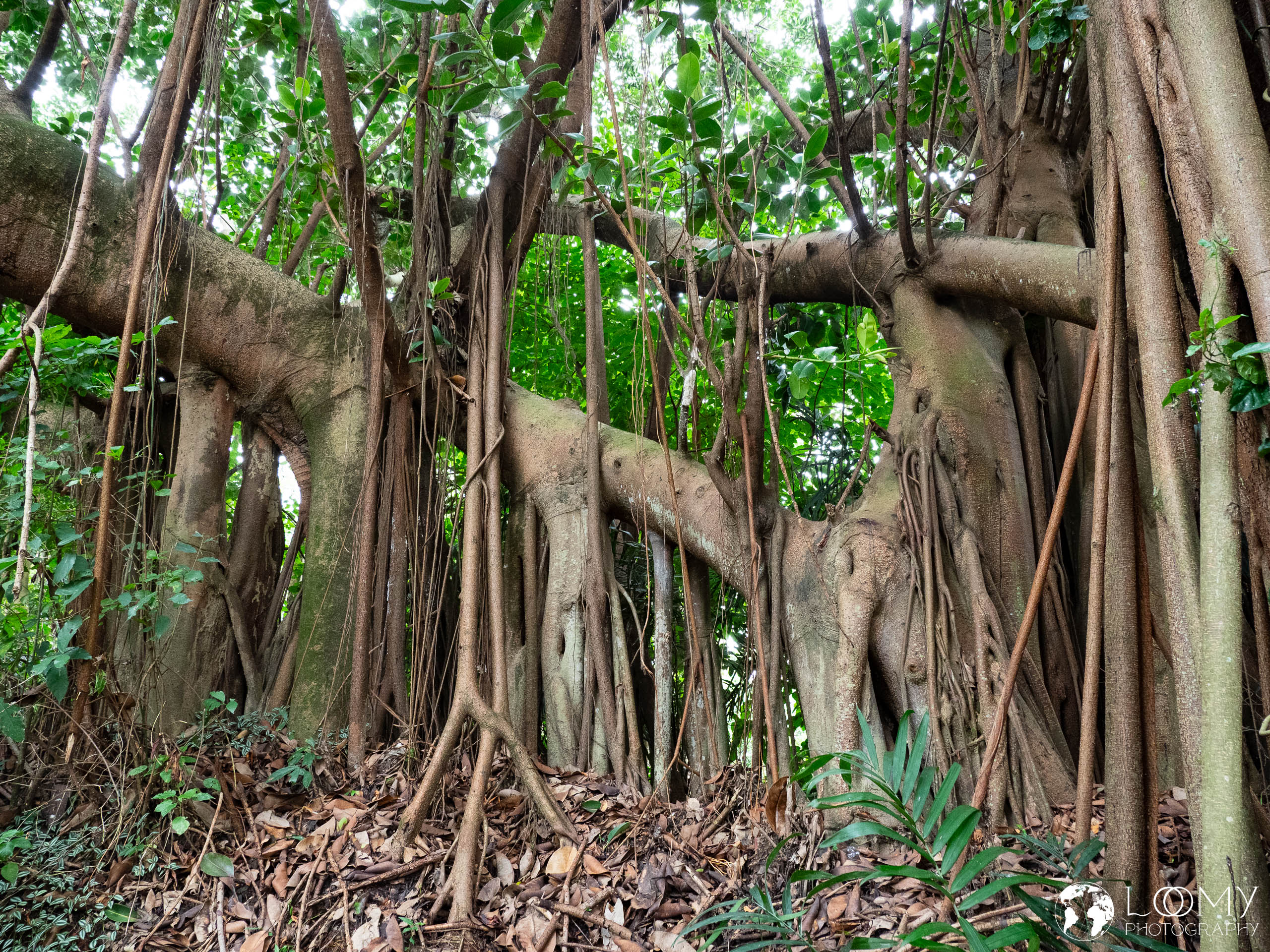 Banyan-Feigenbaum mit Luftwurzeln