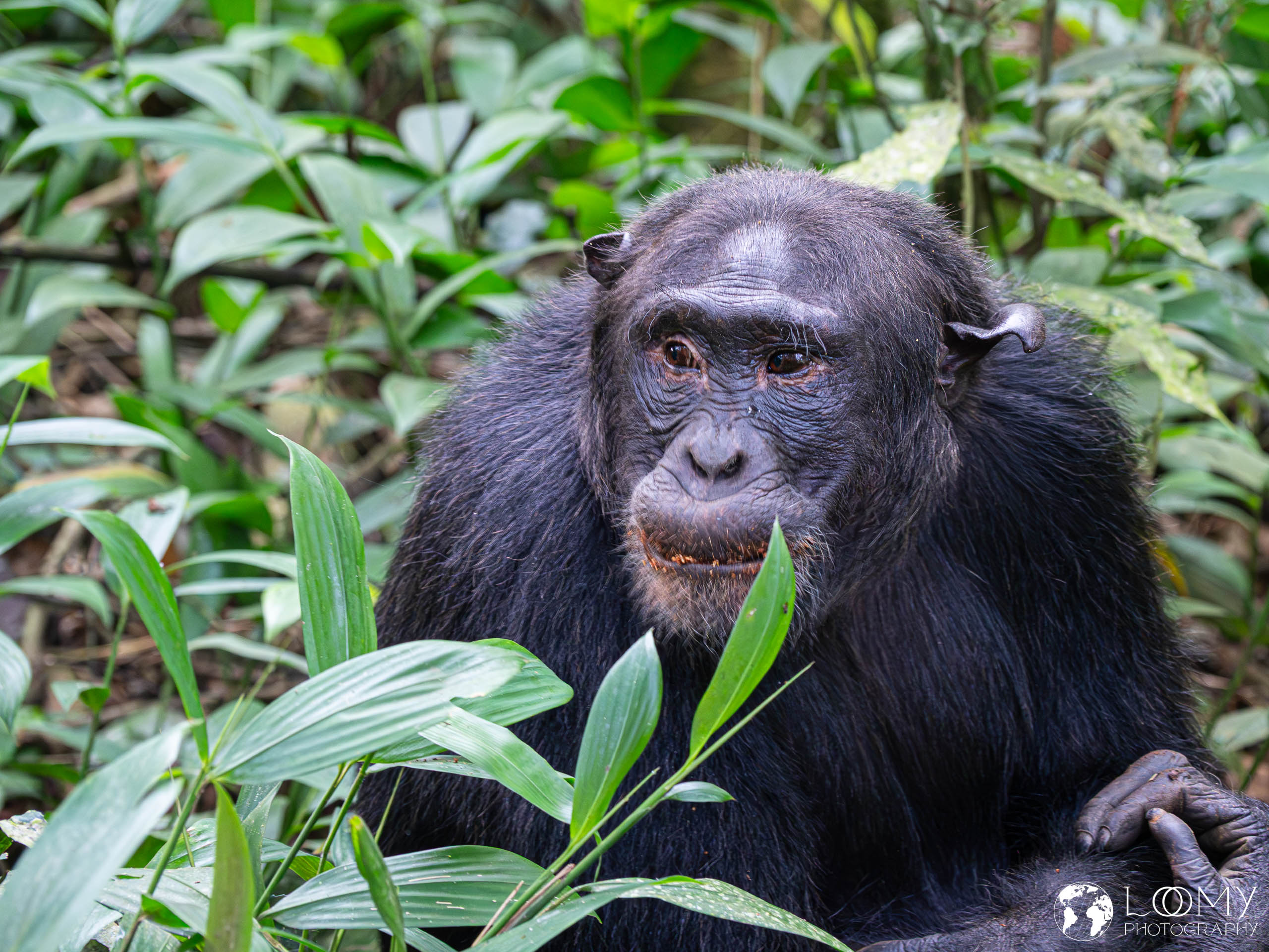 Schimpanse