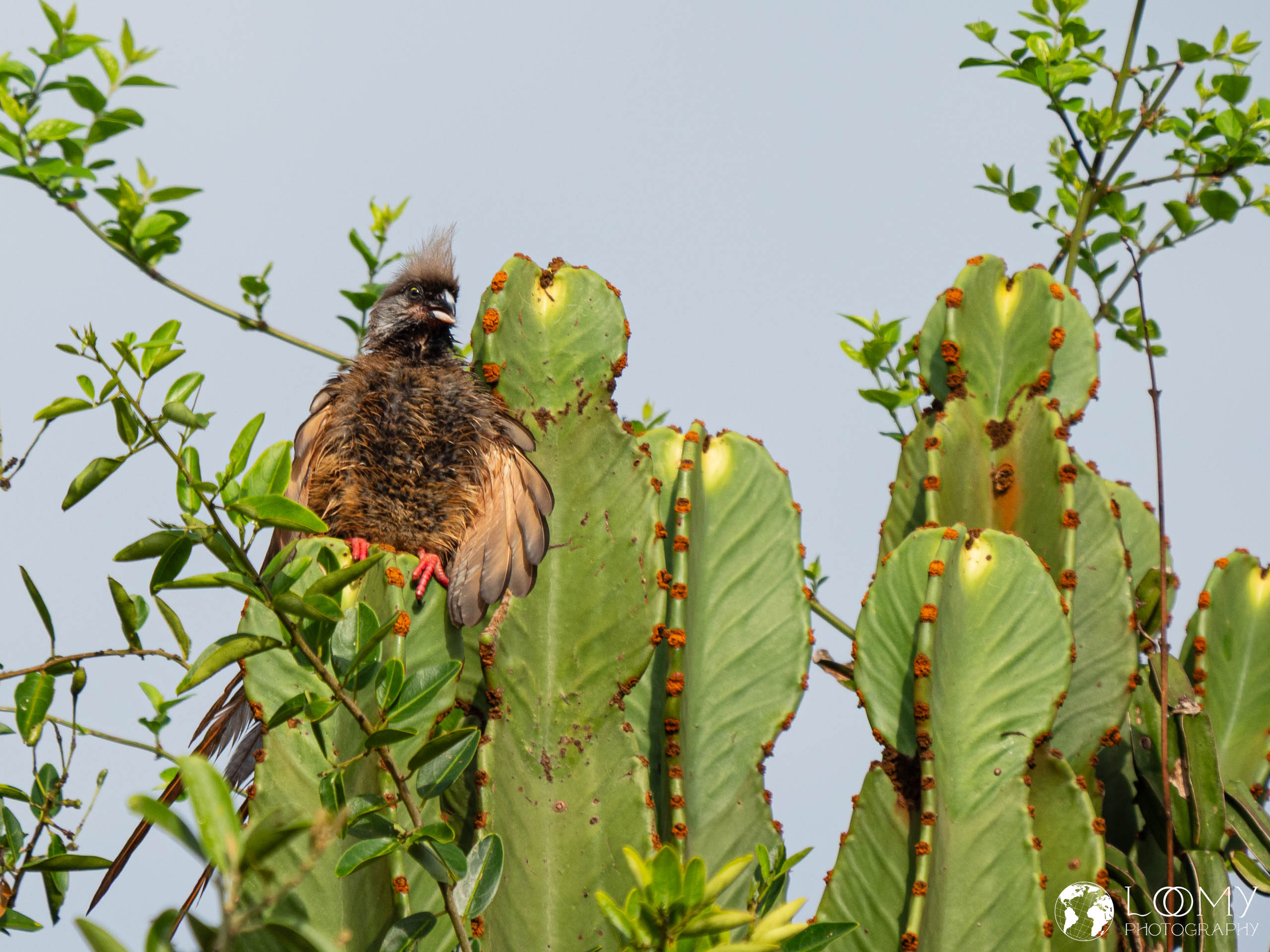 Braunflügel-Mausvogel