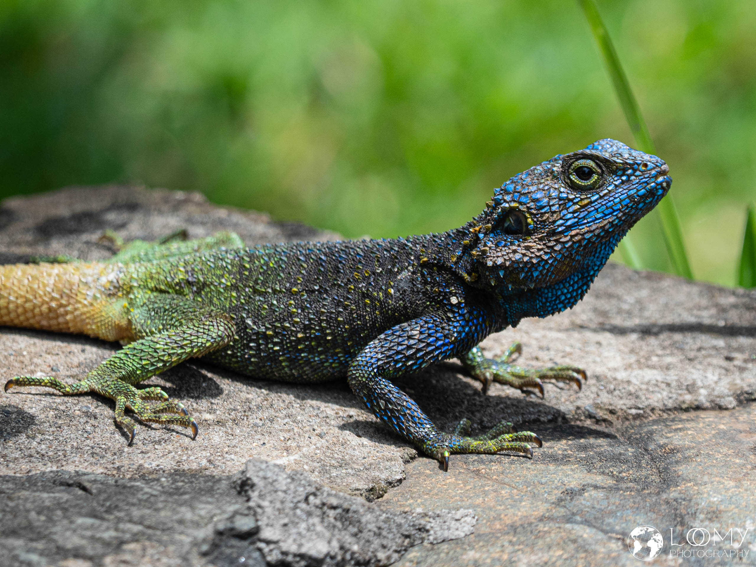 Uganda-Blaukopf-Baumagame (m)