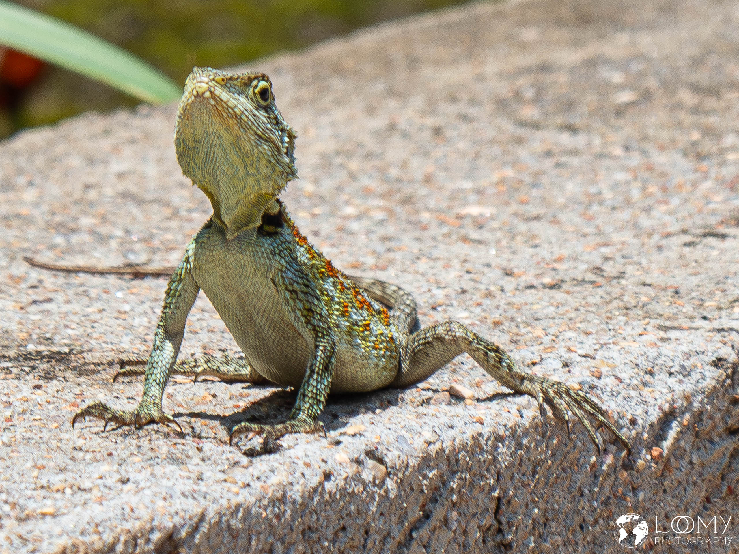 Uganda-Blaukopf-Baumagame (f)