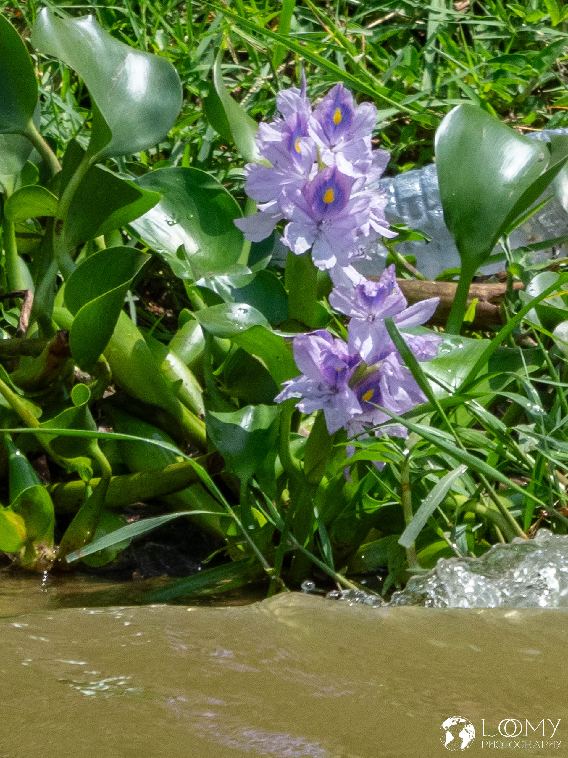 Wasserhyazinthe