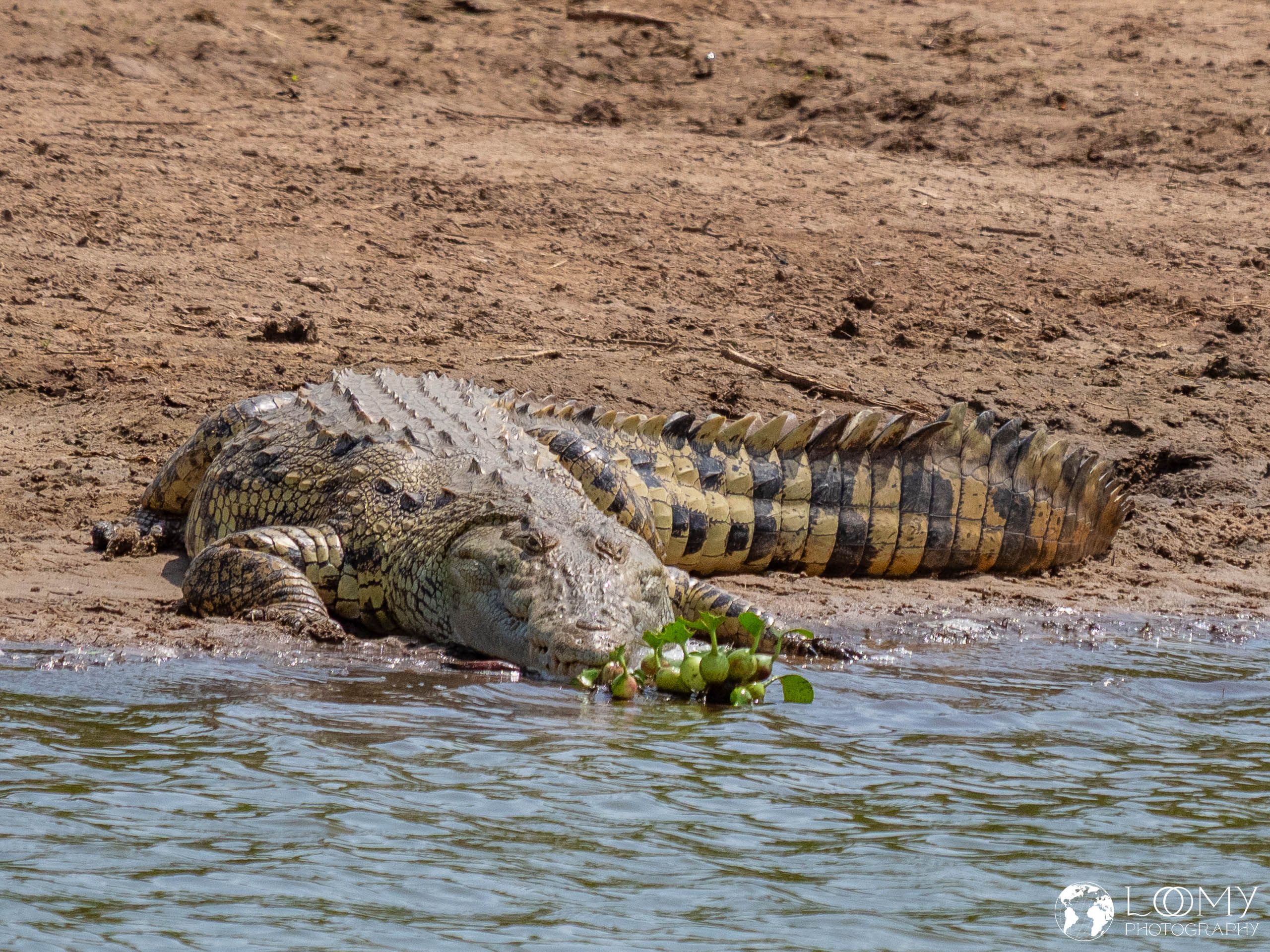 Krokodil