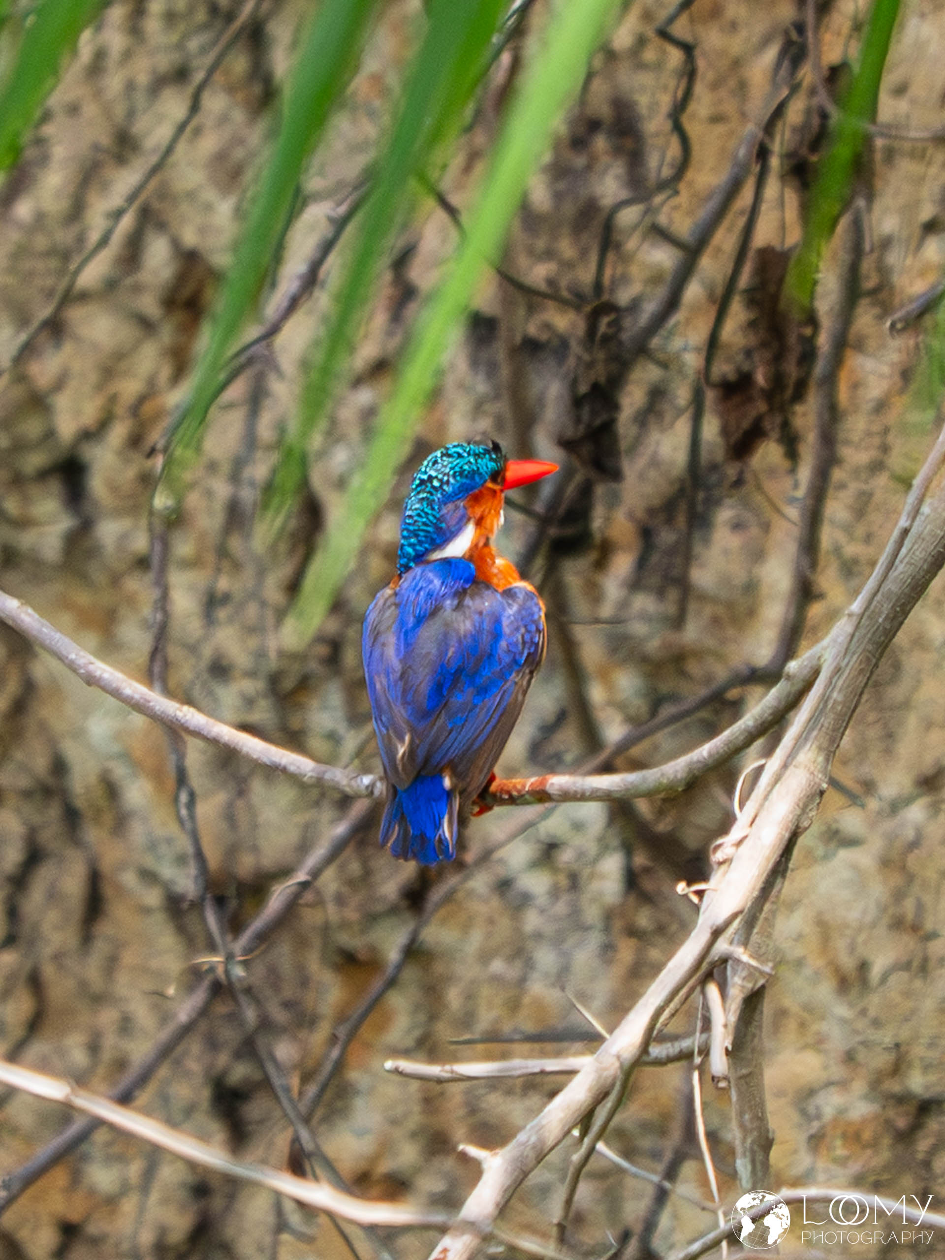 Malachiteisvogel