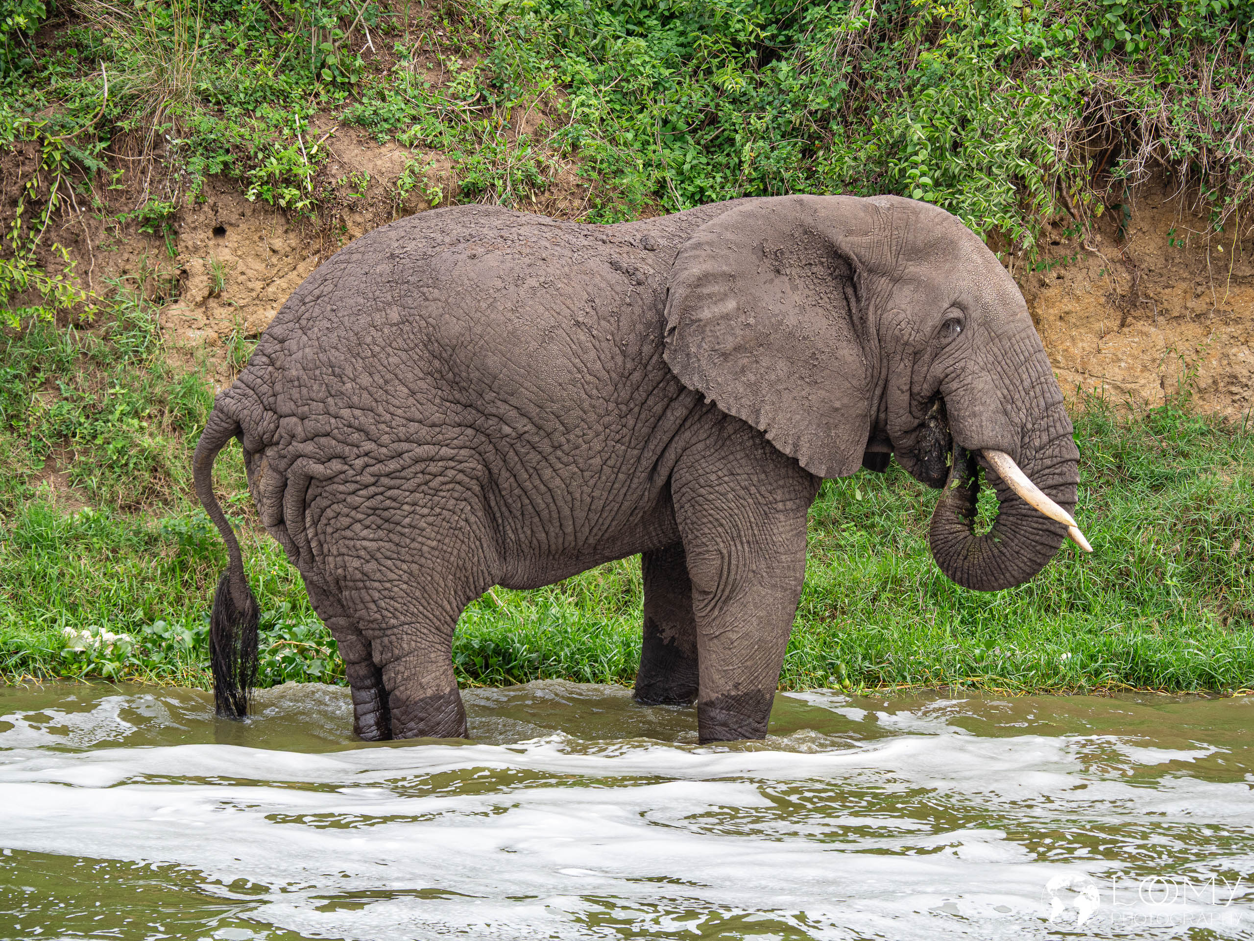 Elefant