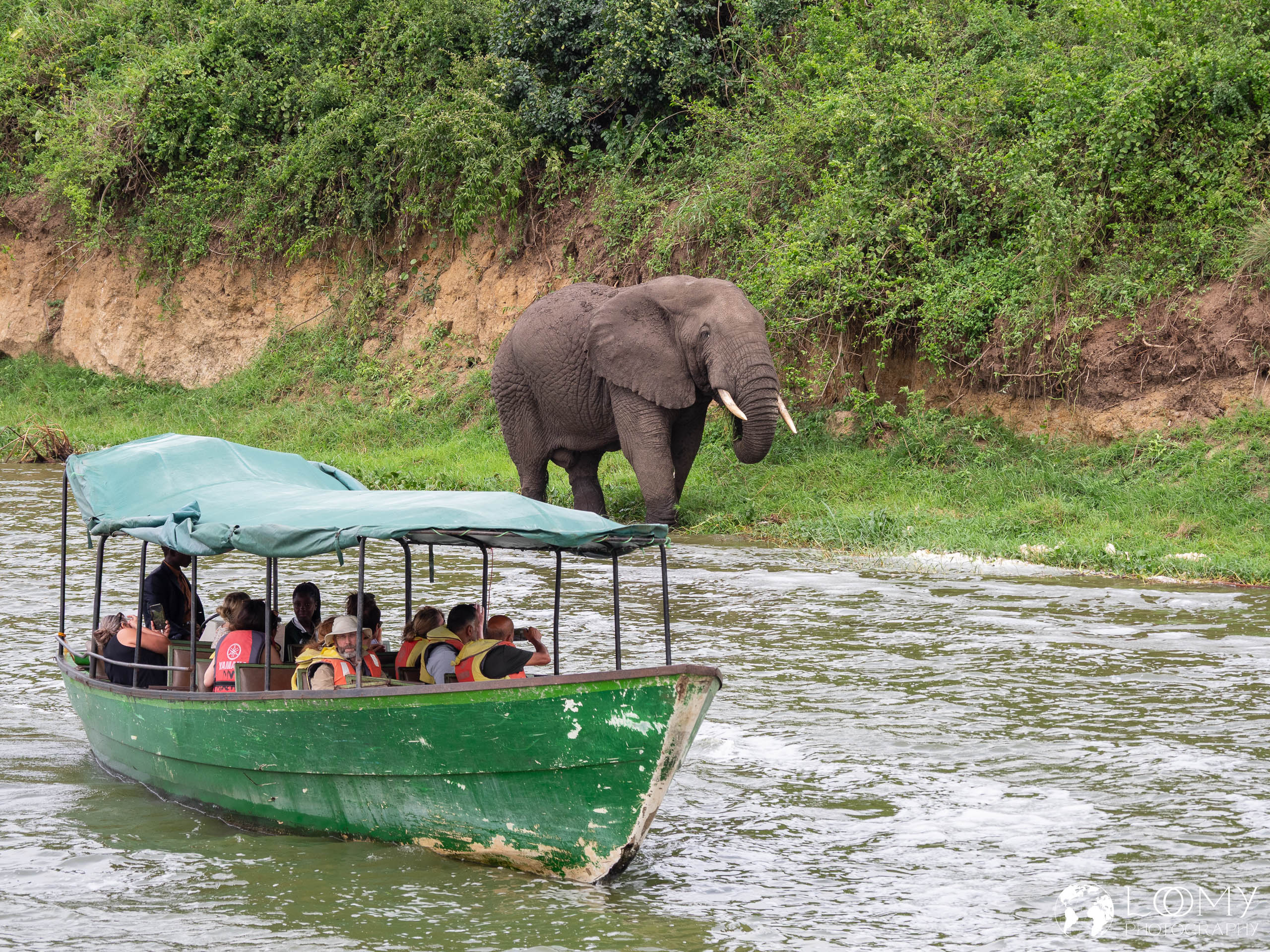 Elefant
