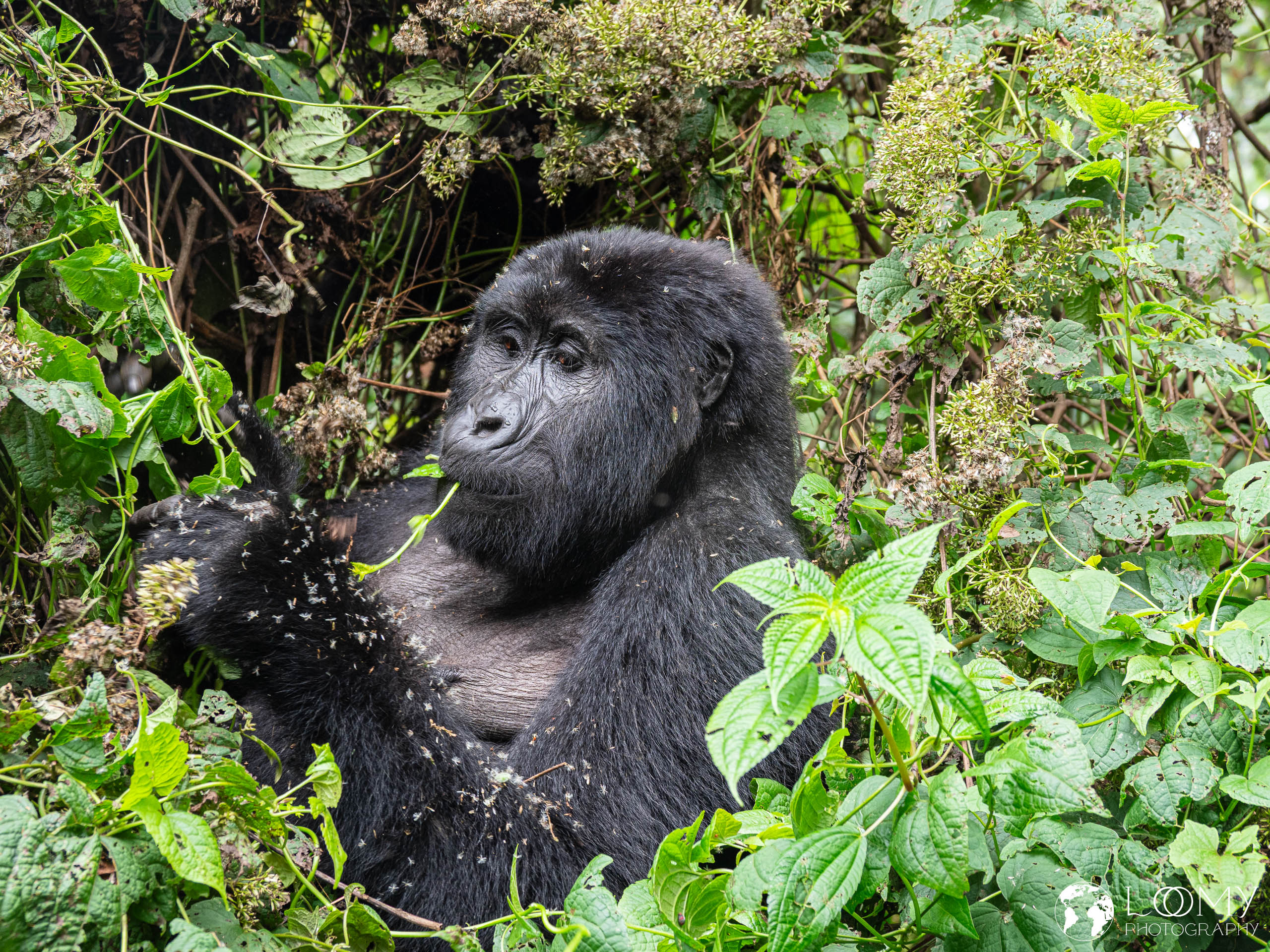 Berggorilla