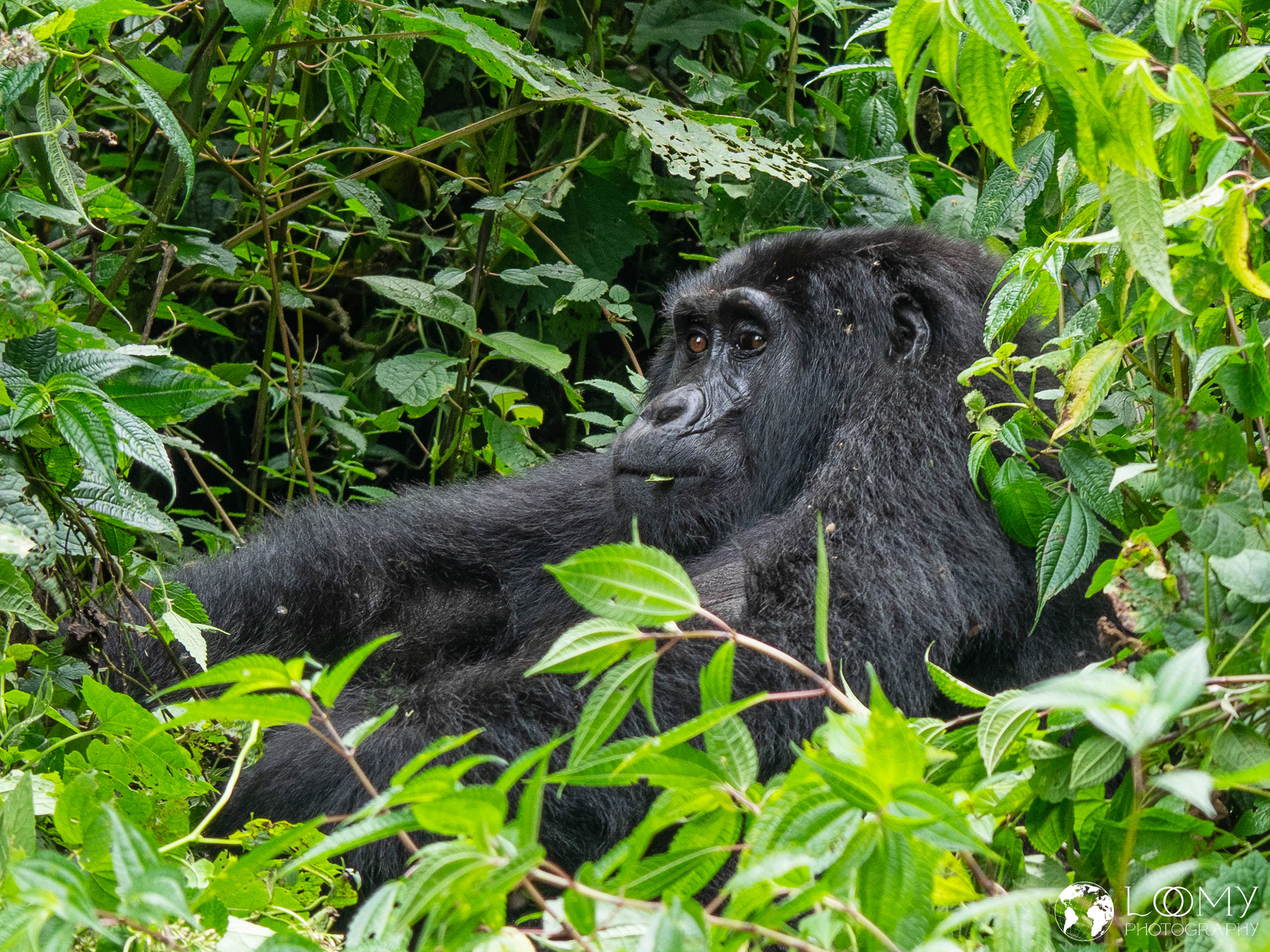 Berggorilla